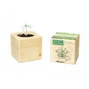 Набор для выращивания «Сосна обыкновенная» арт. 822145 Набор для выращивания «Сосна обыкновенная» арт. 822145