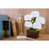 Органайзер настольный Bonsai  арт. QL10122-BN 