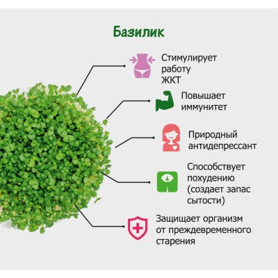 Набор для выращивания микрозелени.  БАЗИЛИК зеленый, белый