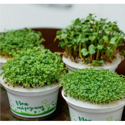 Набор для выращивания микрозелени.  БАЗИЛИК зеленый, белый