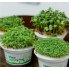 Набор для выращивания микрозелени.  БАЗИЛИК зеленый, белый