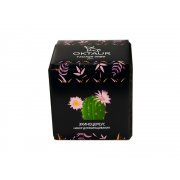 Набор для выращивания «Small village cube «Эхиноцереус»