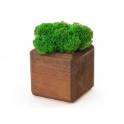 Композиция «Мох в интерьере»