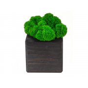 Композиция «Мох в интерьере»