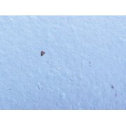 Блокнот А6 с бумажным карандашом и семенами цветов микс